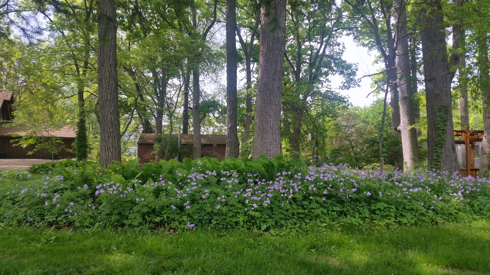 EARLY SPRING FLOWERS IN OUR FRONT YARD